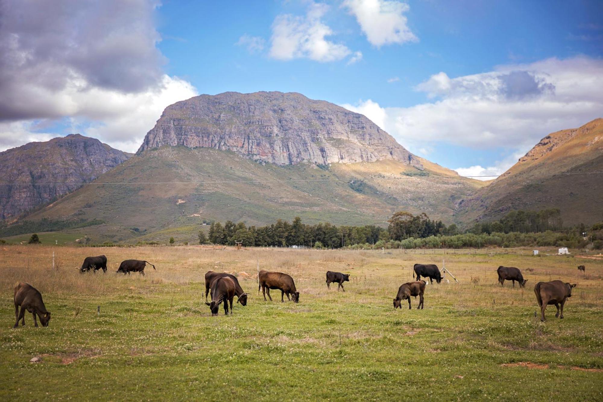 Wagyu Mountain Lodge Paarl Ngoại thất bức ảnh